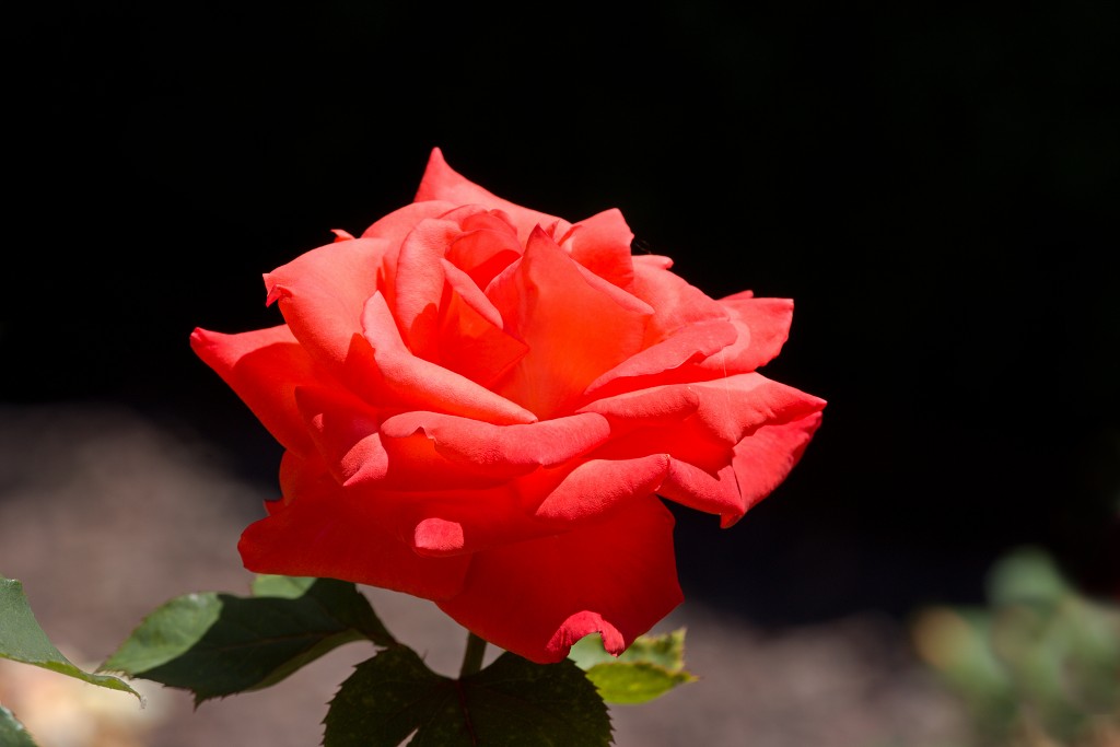 Rozentuin van Coloma